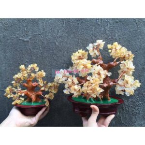 Cây tài lộc 15cm đủ màu